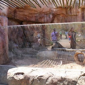 May. 2021 - African Journey - Banded Mongoose Exhibit