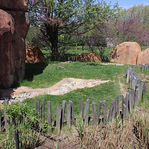May. 2021 - African Journey - Radiated Tortoise Exhibit