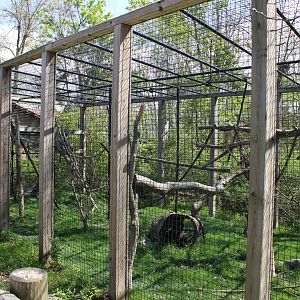 May. 2021 - African Journey - De Brazza's Monkey Exhibit