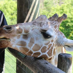 May. 2021 - African Journey - Reticulated Giraffe