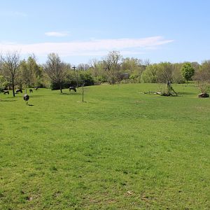 May. 2021 - African Journey - Savanna Exhibit