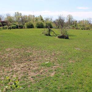 May. 2021 - African Journey - Savanna Exhibit