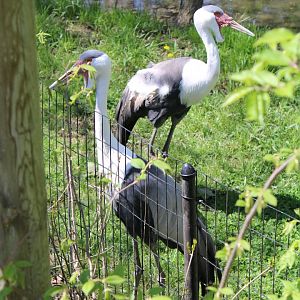 May. 2021 - African Journey - Wattled Cranes