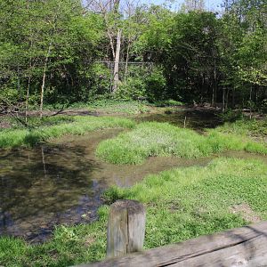May. 2021 - African Journey - Wattled Crane Exhibit