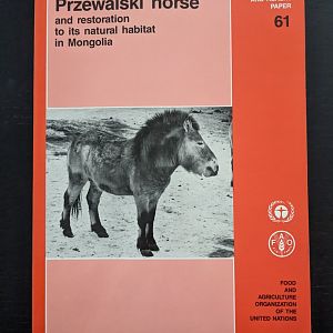 The Przewalski horse and restoration to its natural habitat in Mongolia