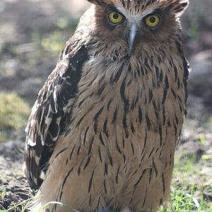 Buffy fish owl (Ketupa ketupu)