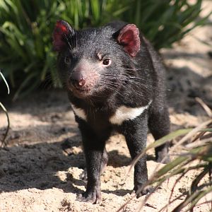Tasmanian devil (Sarcophilus harrisii)
