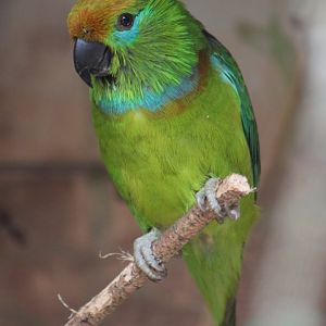 ?Large fig parrot (Psittaculirostris desmarestii) - juvenile?