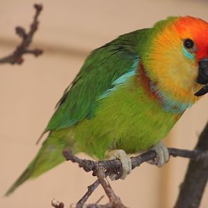 Large fig parrot (Psittaculirostris desmarestii)