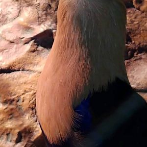 Beautiful Blue-bellied Roller (Coracias cyanogaster)