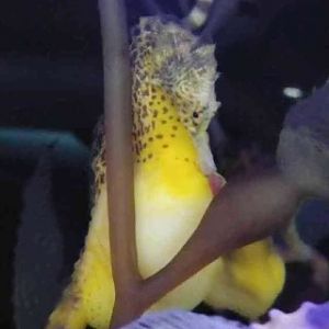 Pregnant seahorse