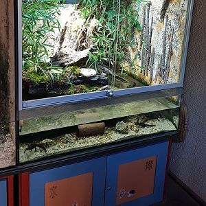 Himalayan newt and Oriental fire-bellied toad exhibit