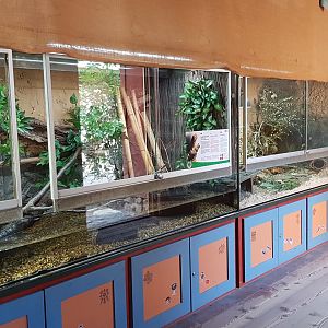 Part of that village is a house with Crocodile lizard, Himalayan newt, Oriental fire-bellied toad and Steppe lemming.