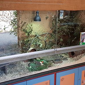 Steppe lemming exhibit