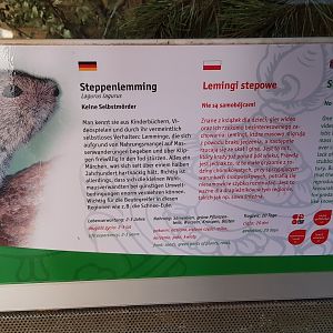 Steppe lemming exhibit