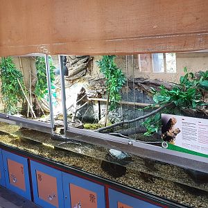 Crocodile lizard exhibit