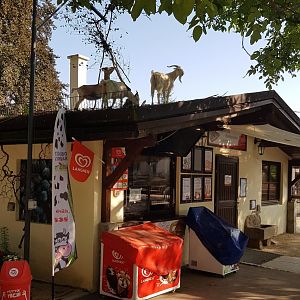 Goats on the restaurant's roof