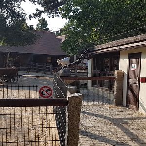 Goats on the restaurant's roof