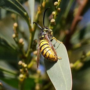European Wasp (Vespula germanica)