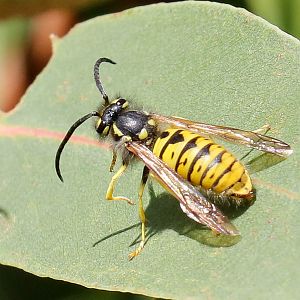European Wasp (Vespula germanica)