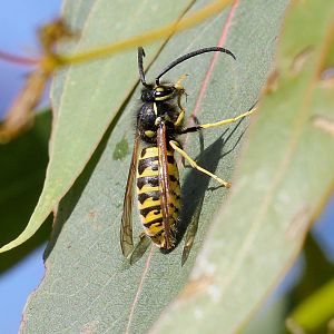 English Wasp (Vespula vulgaris)