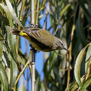 Yellow-rumped Thornbill