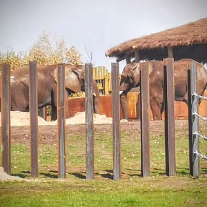 Elephants in their new home