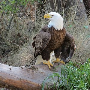 Texas Wetlands - Bald Eagle Exhibit