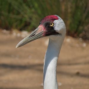 Texas Wetlands - Whooping Crane Exhibit
