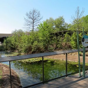 Texas Wetlands - Lake with Alligator Gar - Viewing Area