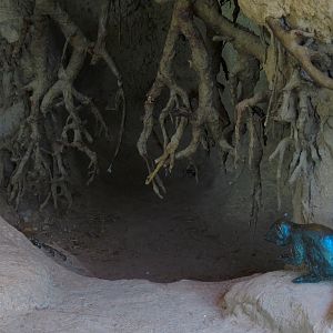 Texas Wetlands - American Alligator Exhibit - Viewing Shelter Detail