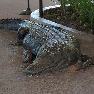 Texas Wetlands - American Alligator Exhibit - Viewing Shelter - Alligator Sulpture