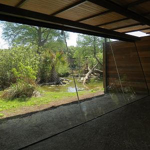 Texas Wetlands - American Alligator Exhibit - Viewing Window