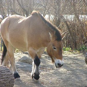 Prezwalski's Wild Horse from 2008