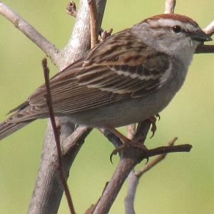 Chipping sparrow