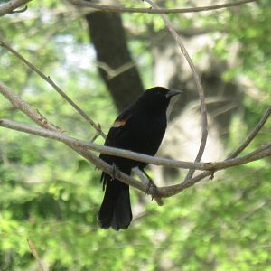 Red winged black birs
