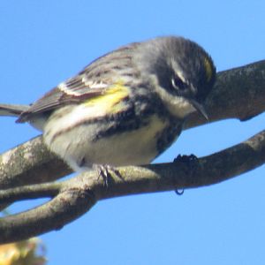 Yellow rumped warbler