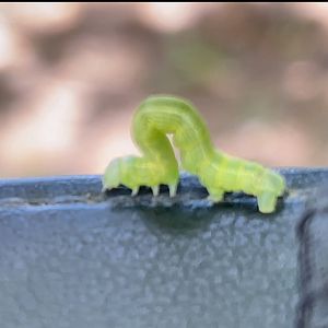 Can anybody id this caterpillar