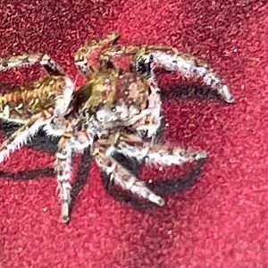 Can anybody id this Spider