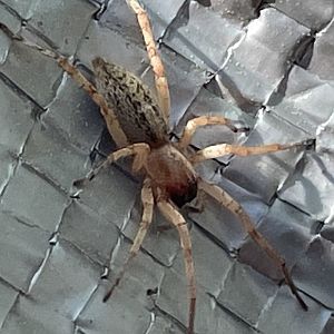 Can anybody id this Spider