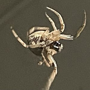 Can anybody id this Spider