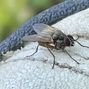 Can anybody id this fly