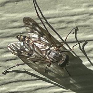 Can anybody id this bug