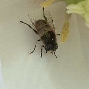 Can anybody id this bug