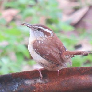 Carolina wren