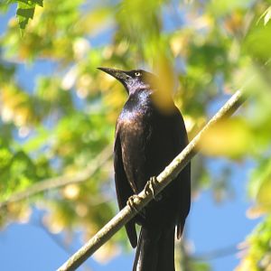 Common grackle