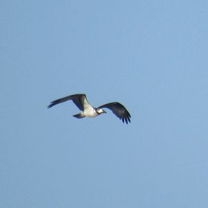 Osprey