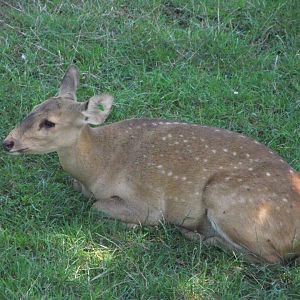 Hog Deer (fawn) - Zooparc de Beauval - 07/2017