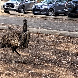 Emu roaming the picnic area