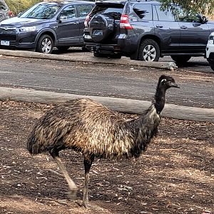 Emu roaming the picnic area